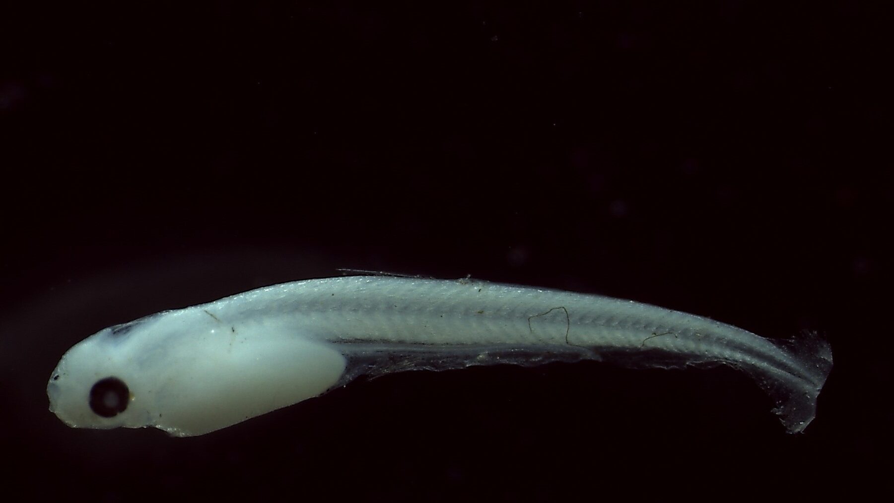 Célula visual híbrida en peces profundos