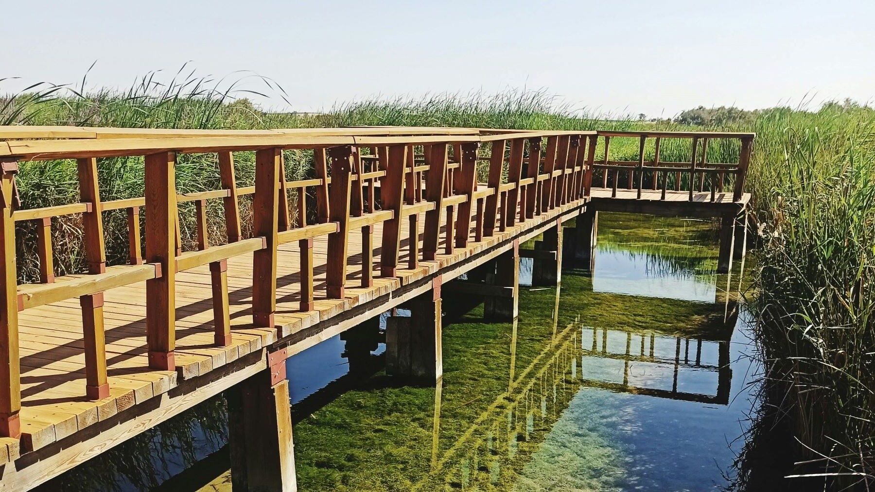 Las Tablas de Daimiel con agua y aves acuáticas reproductoras