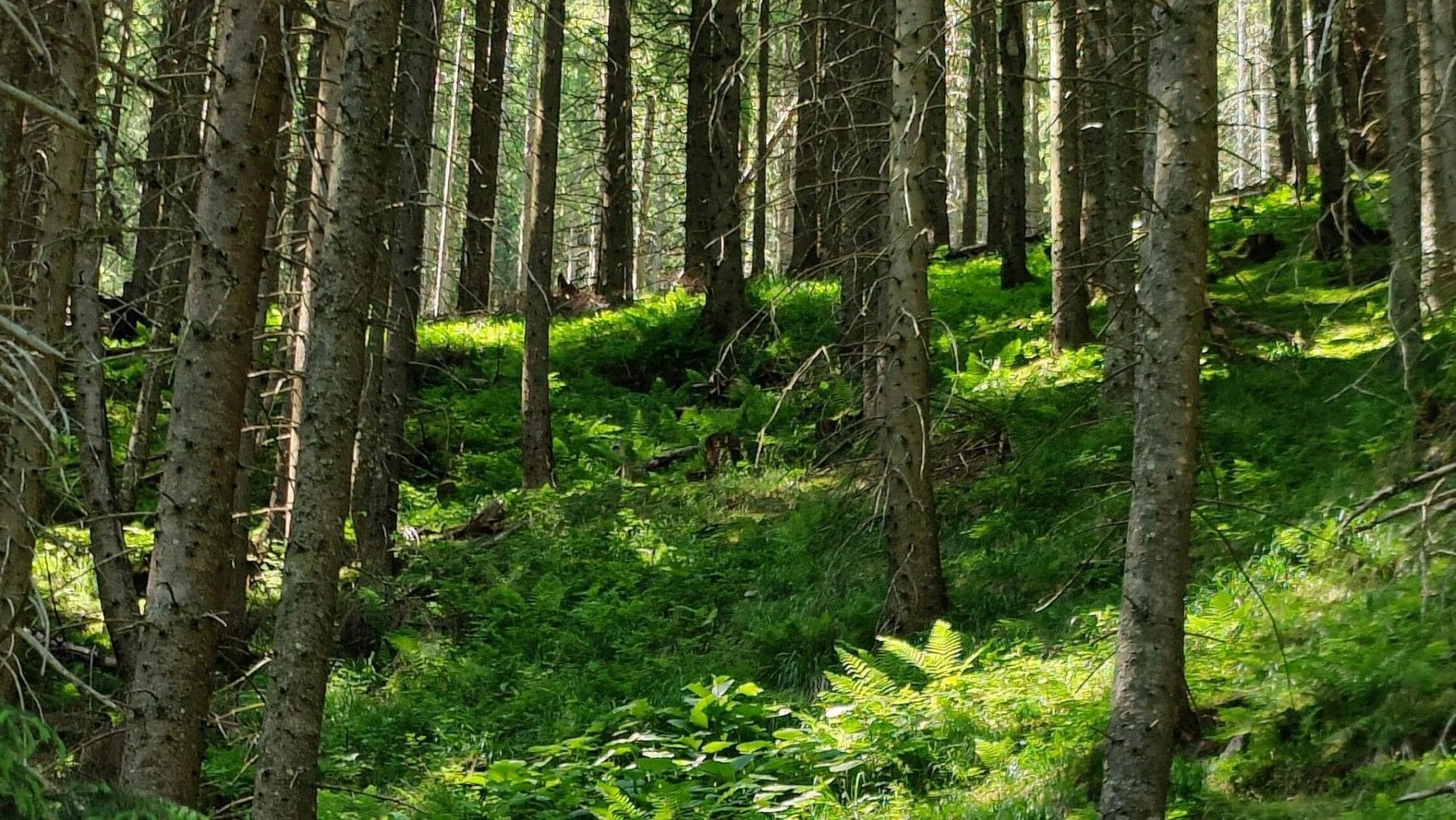 Las lluvias refuerzan los bosques de España al aumentar la humedad del suelo forestal