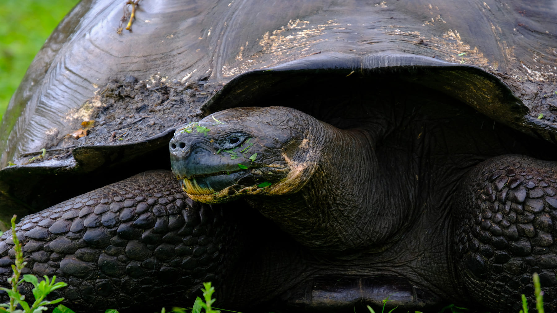 Ecuador libera 277 tortugas gigantes en Galápagos durante programa de restauración ecológica