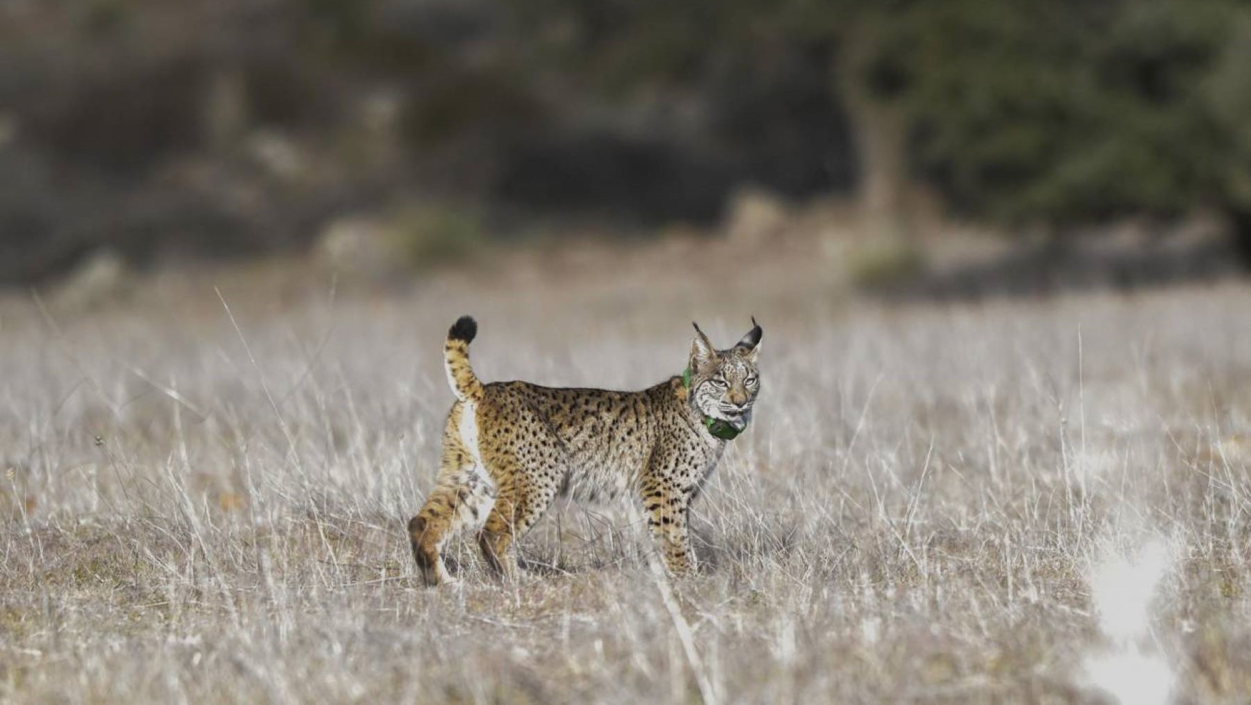 El nuevo espacio del lince ibérico en El Borril abrirá en 2027 en Toledo