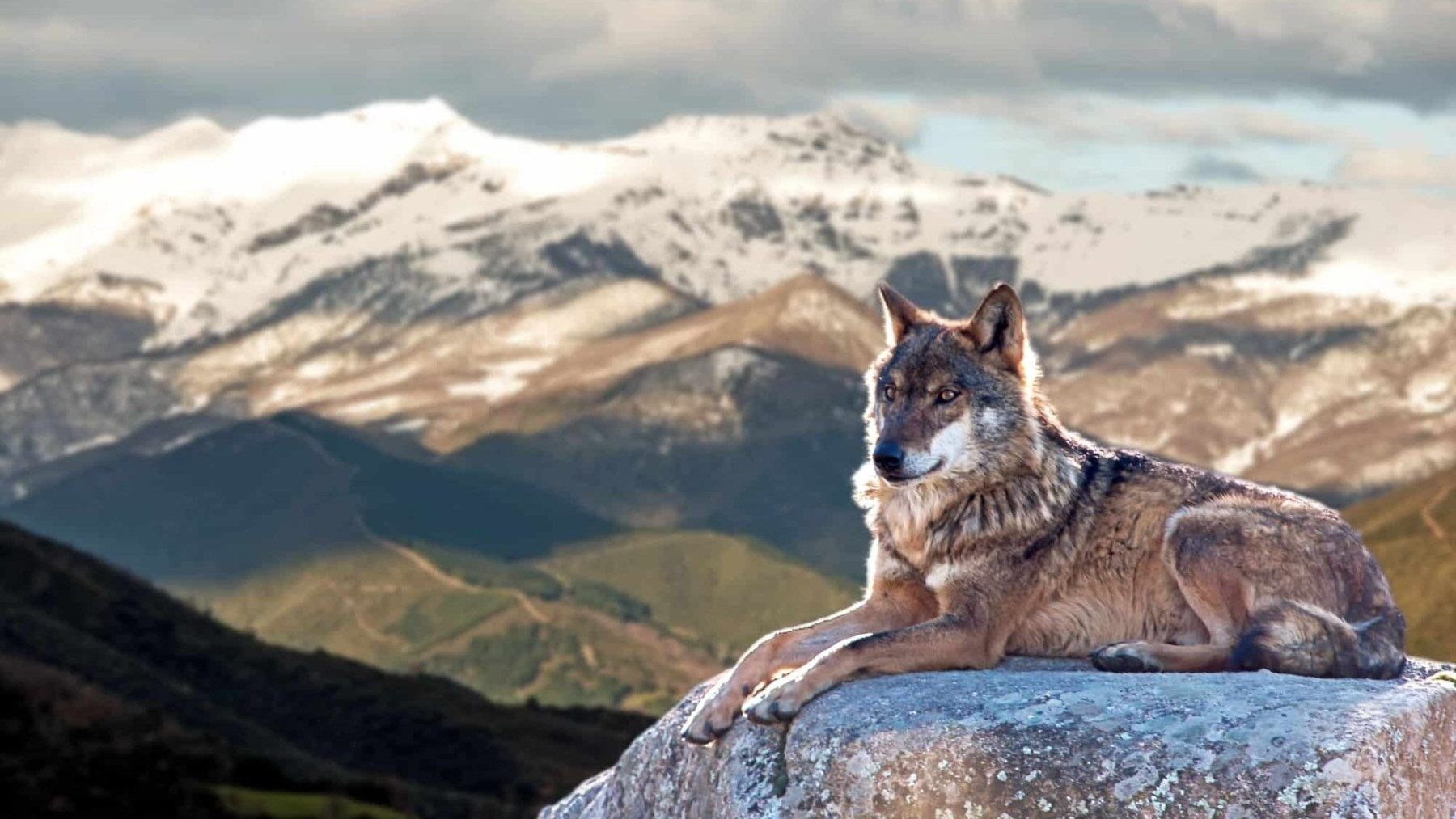Francia permitirá eliminar hasta el 23 % de su población de lobos tras aumento de ataques al ganado