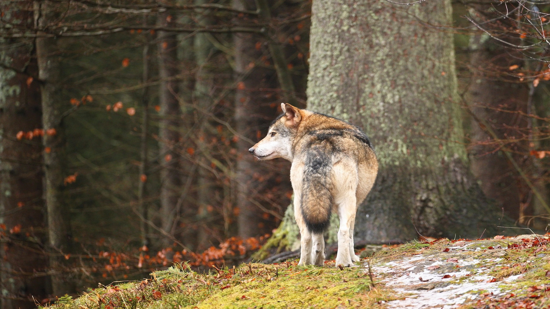 Lobo ibérico afectado por el informe del lobo en España y su retraso