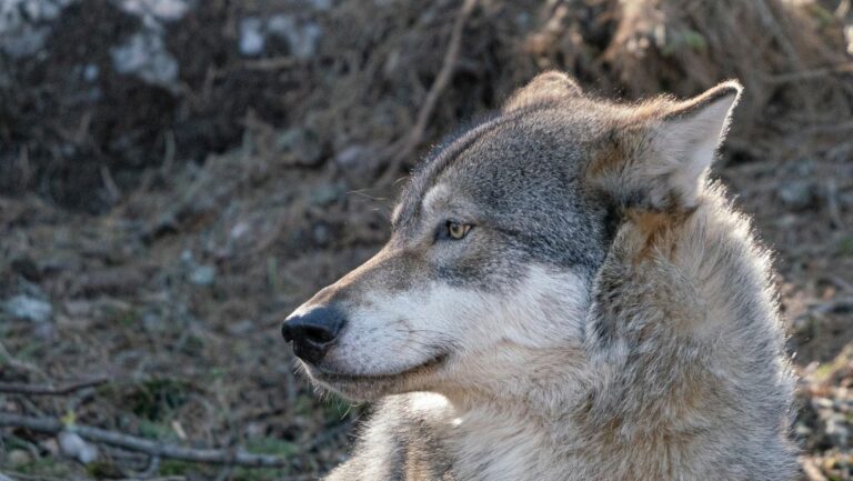 Informe sexenal del lobo sin rigor científico en España