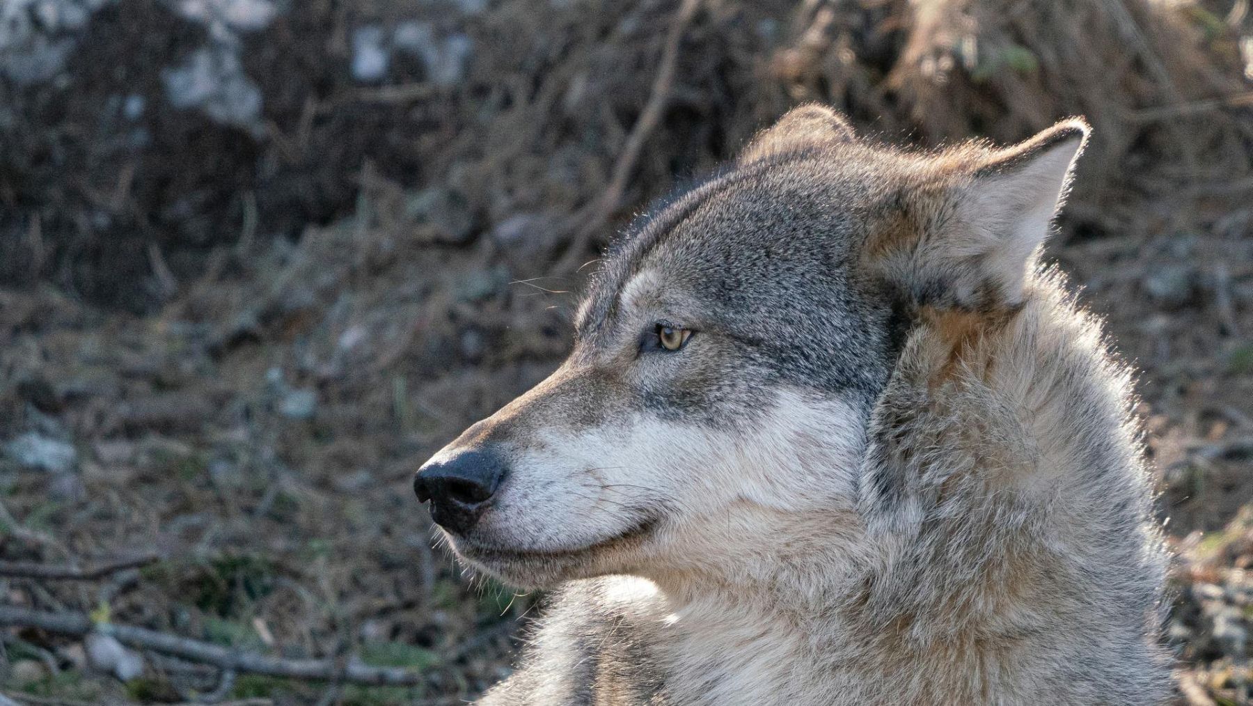 Informe sexenal del lobo sin rigor científico en España