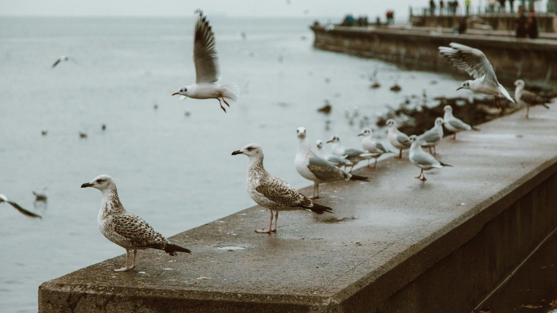 SEO/BirdLife reclama mapas de sensibilidad ambiental para que los POEM sean compatibles con la biodiversidad marina