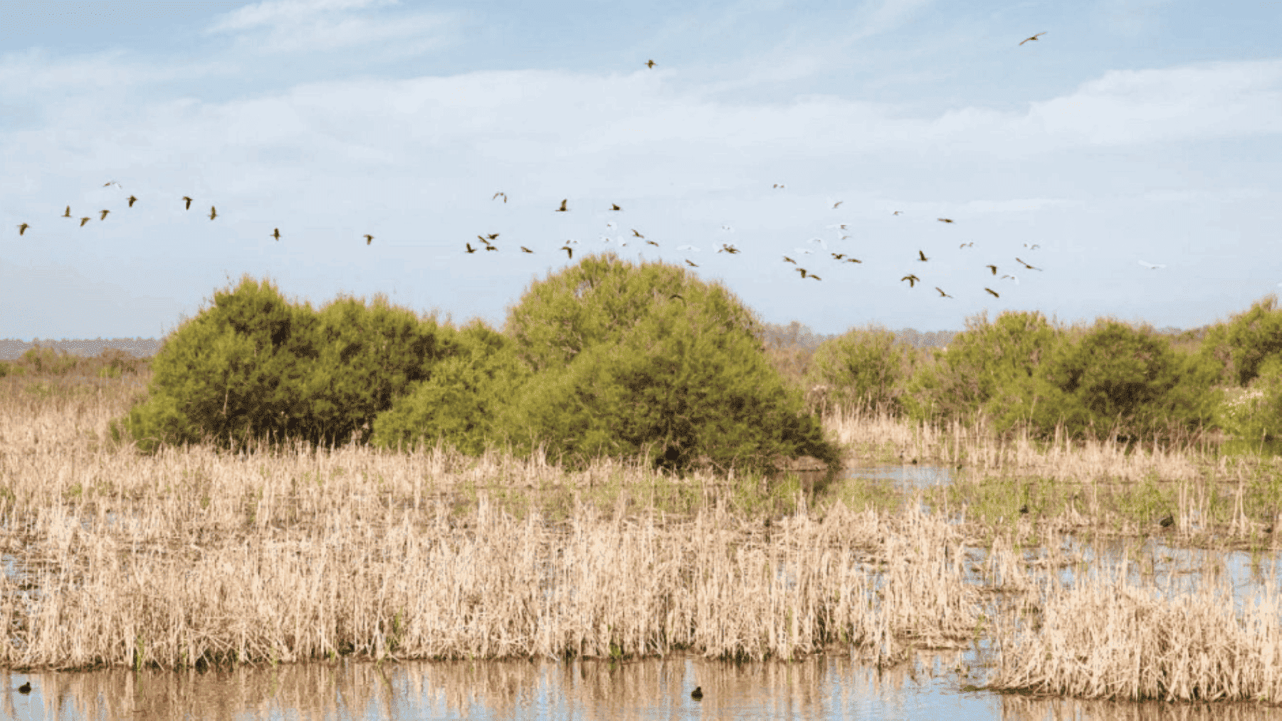 Vista aérea de la marisma de Doñana inundación histórica