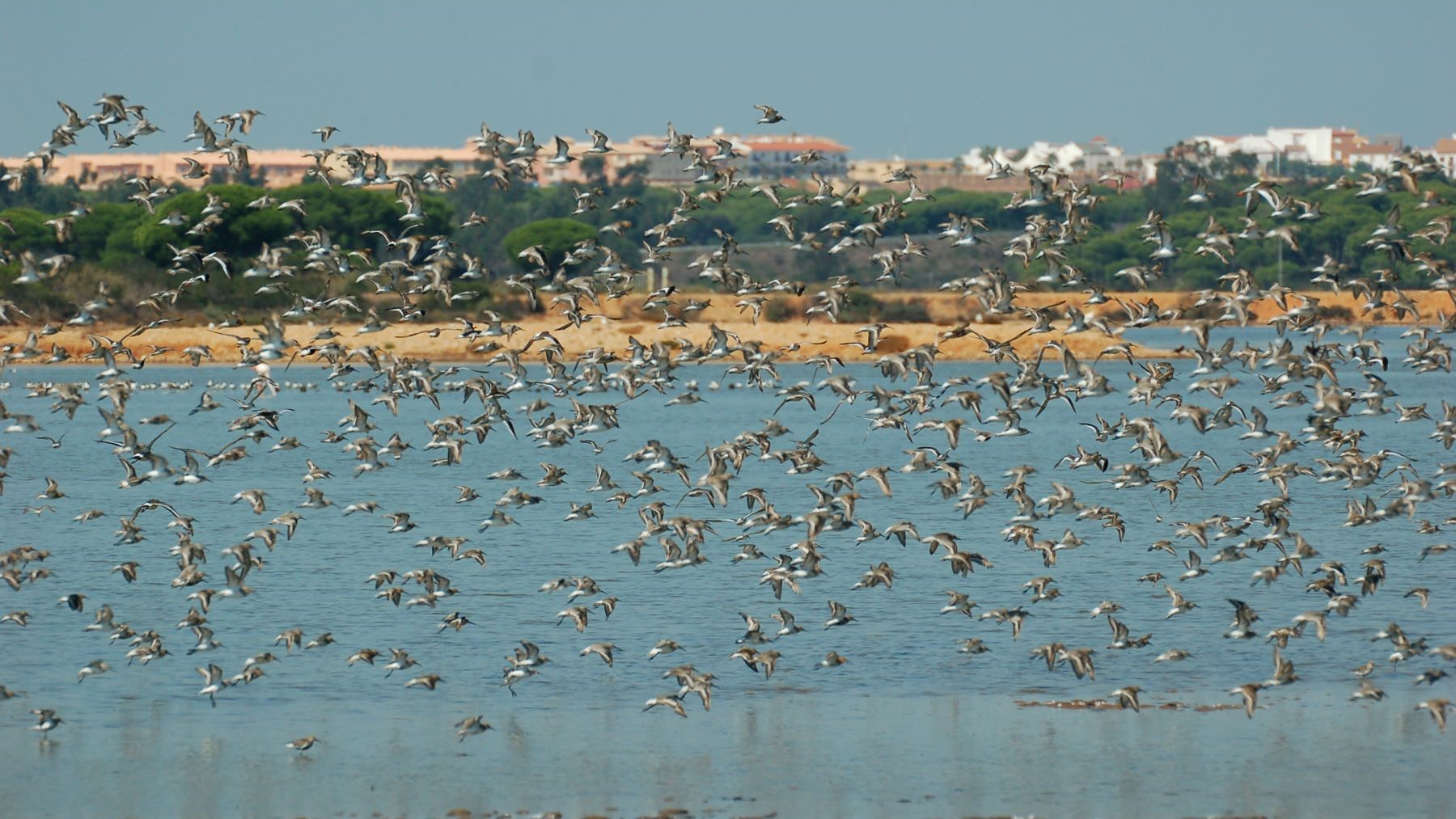 Aves acuáticas en las Marismas del Odiel durante labores de conservación