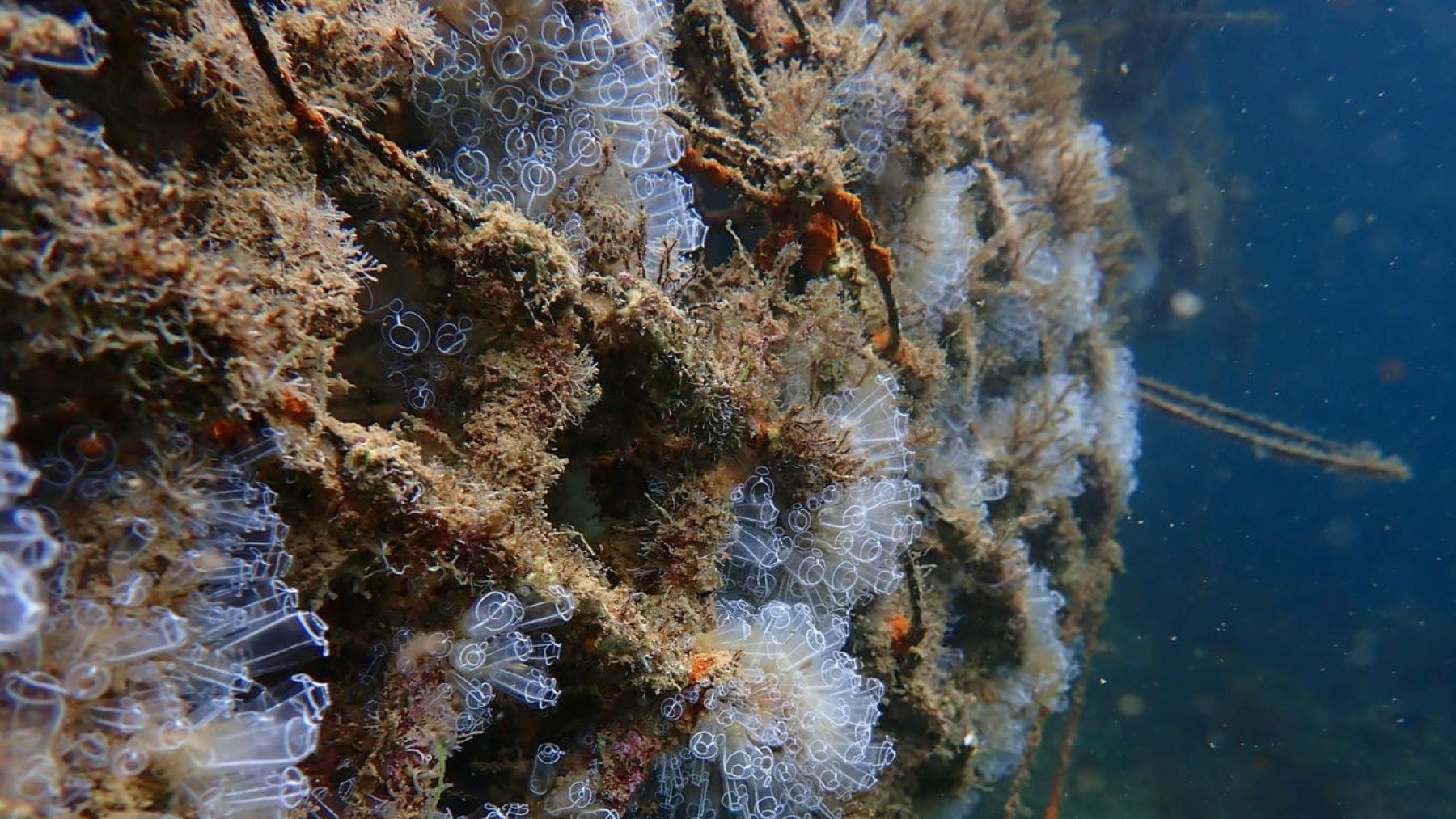 Microarrecifes biomiméticos en puertos con vida marina