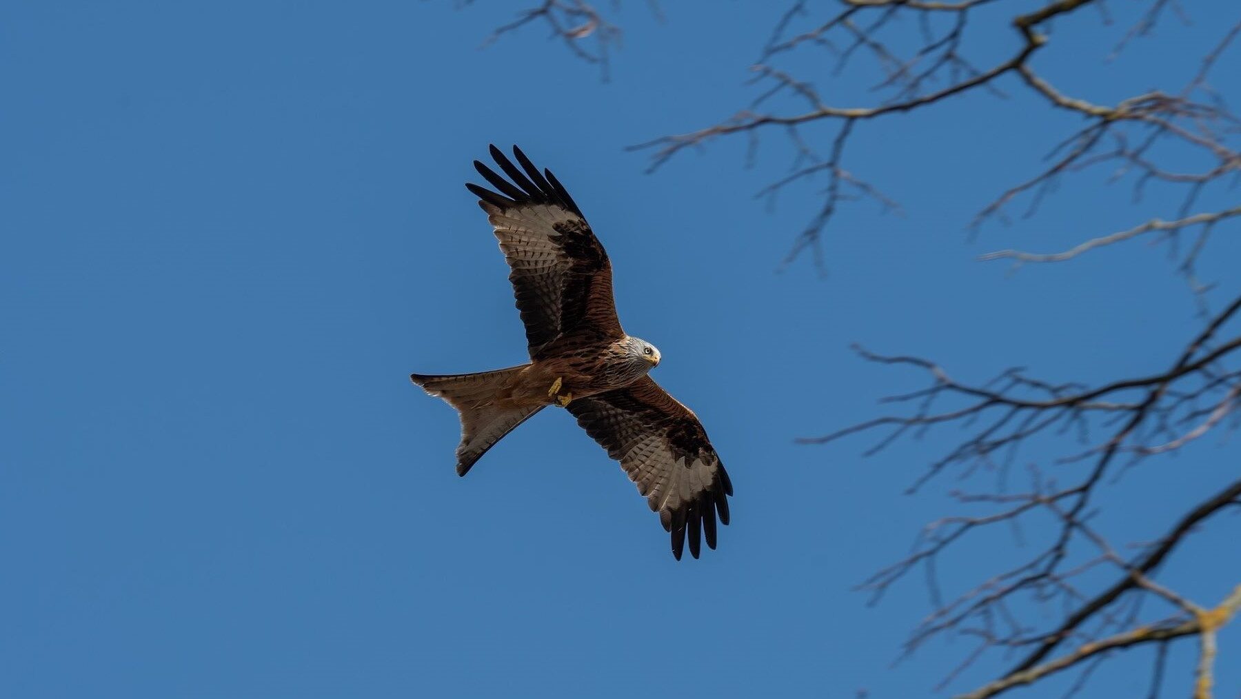 Milano real muerto por veneno ilegal en un entorno natural de Mallorca