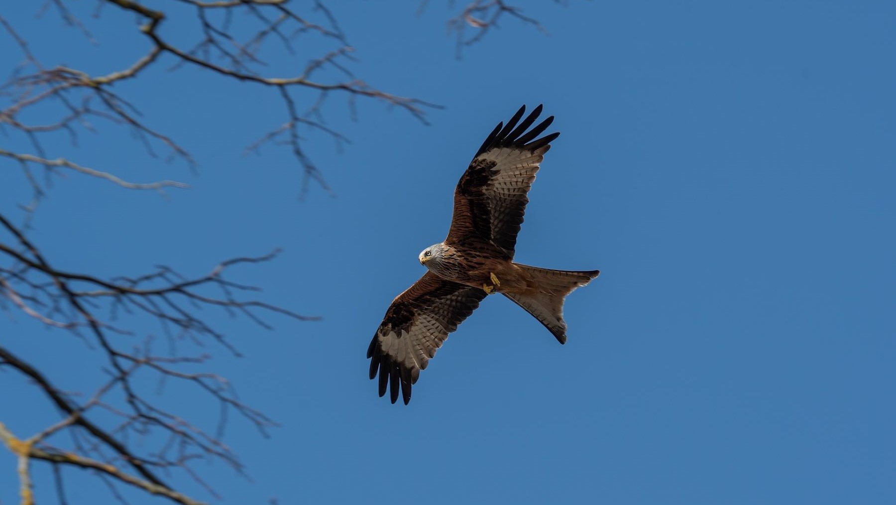 Milano real muerto por veneno ilegal en un entorno natural de Mallorca