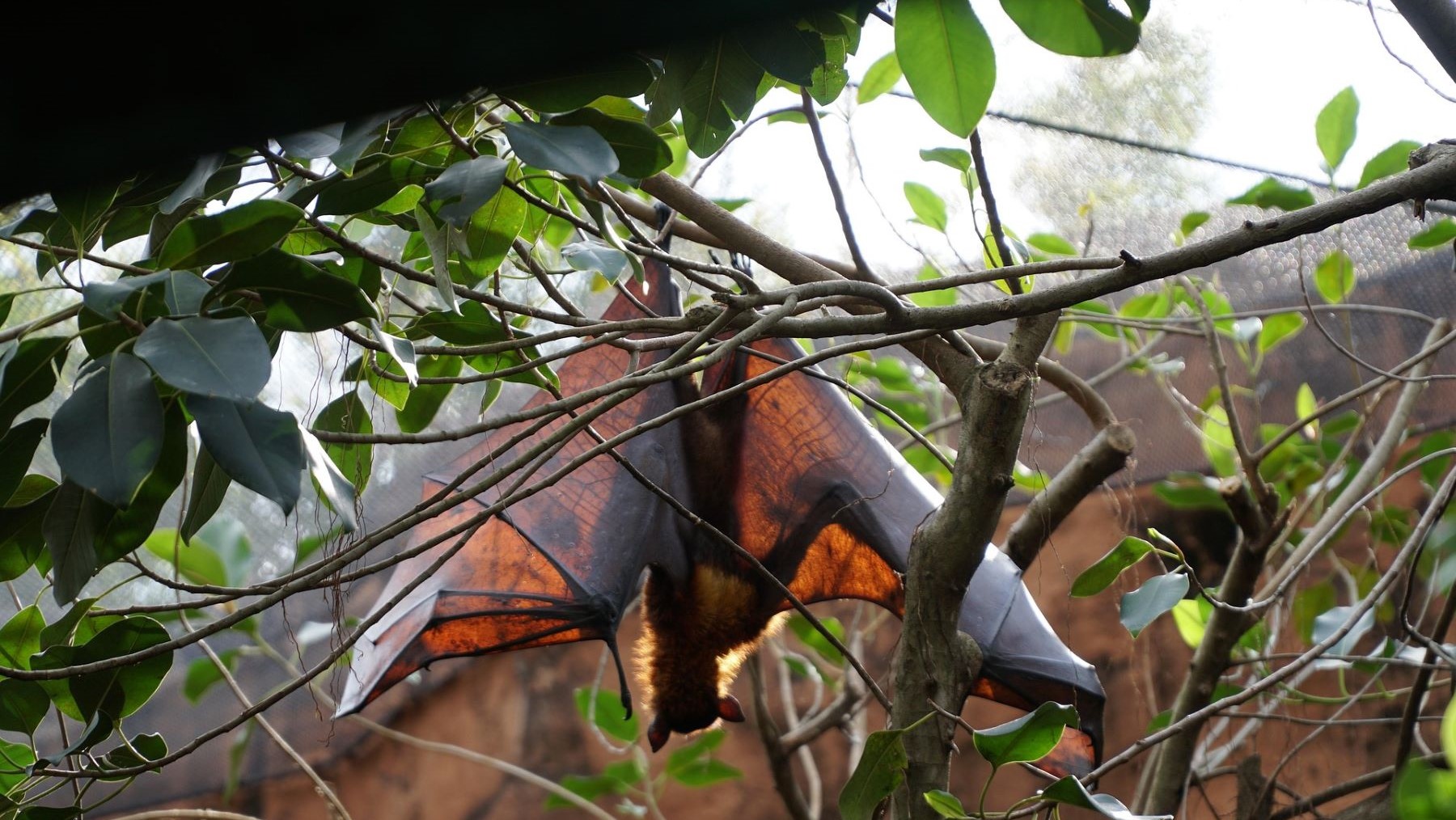 Vegetación urbana y murciélagos en Madrid