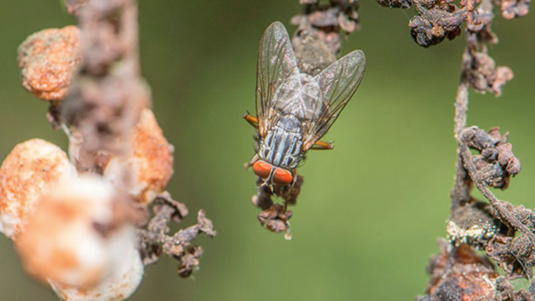 nueva especie de mosca parásita en Ecuador descubierta en Cotopaxi