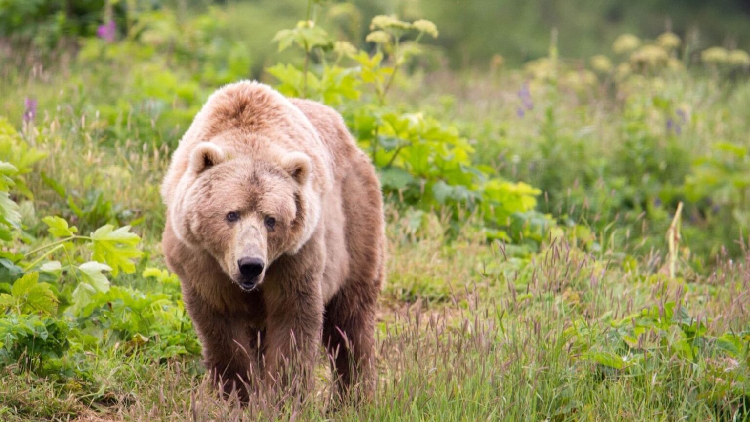 Protección del oso pardo en España en su hábitat natural