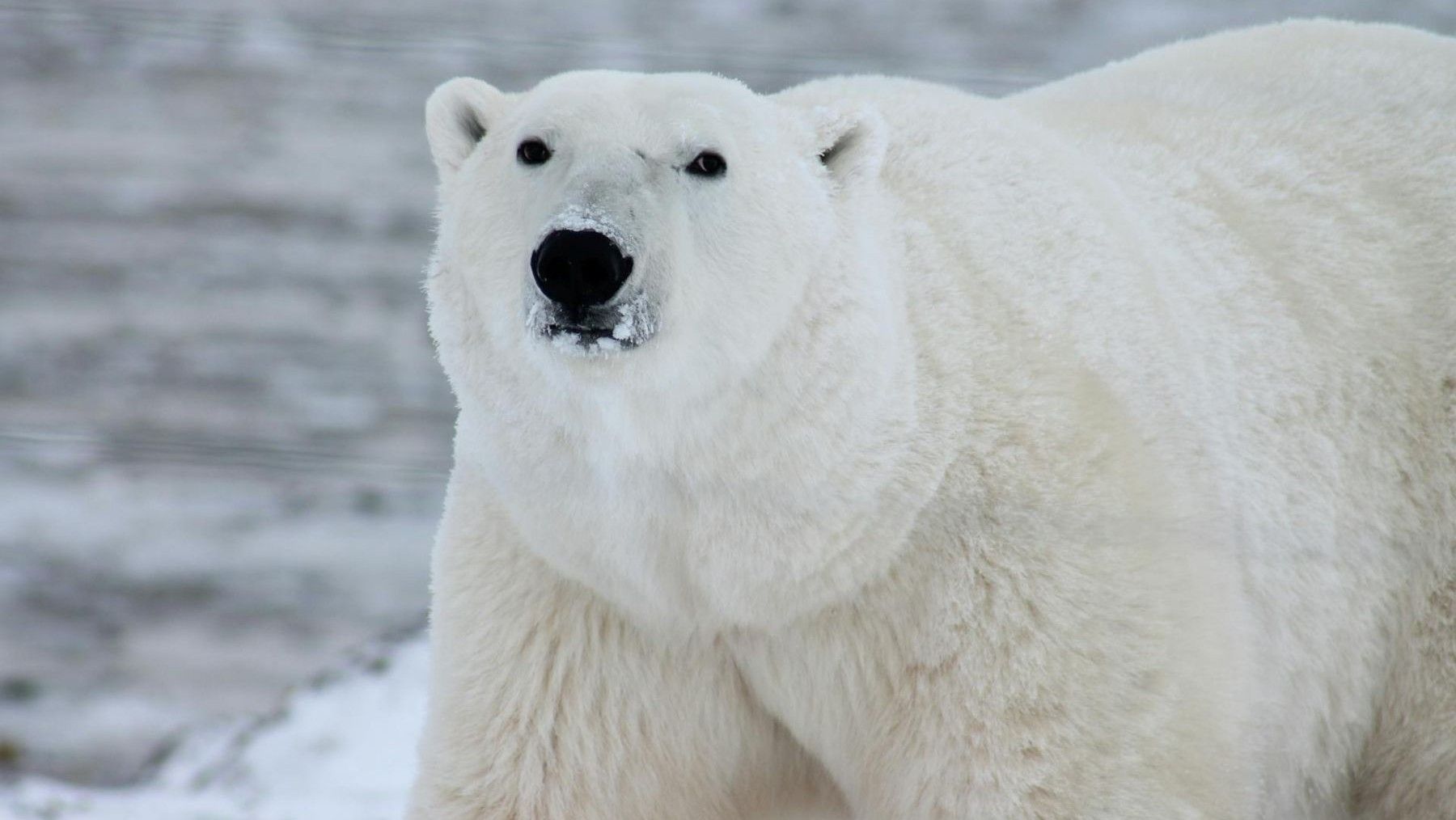 Día Internacional del Oso Polar 2026: alerta sobre su riesgo de extinción con oso sobre placa de hielo reducida