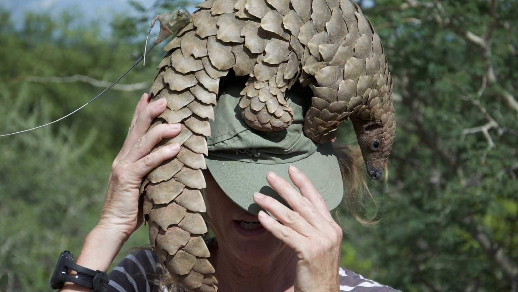 Día Mundial del Pangolín 2026 alerta sobre el tráfico ilegal que amenaza su supervivencia en bosques tropicales