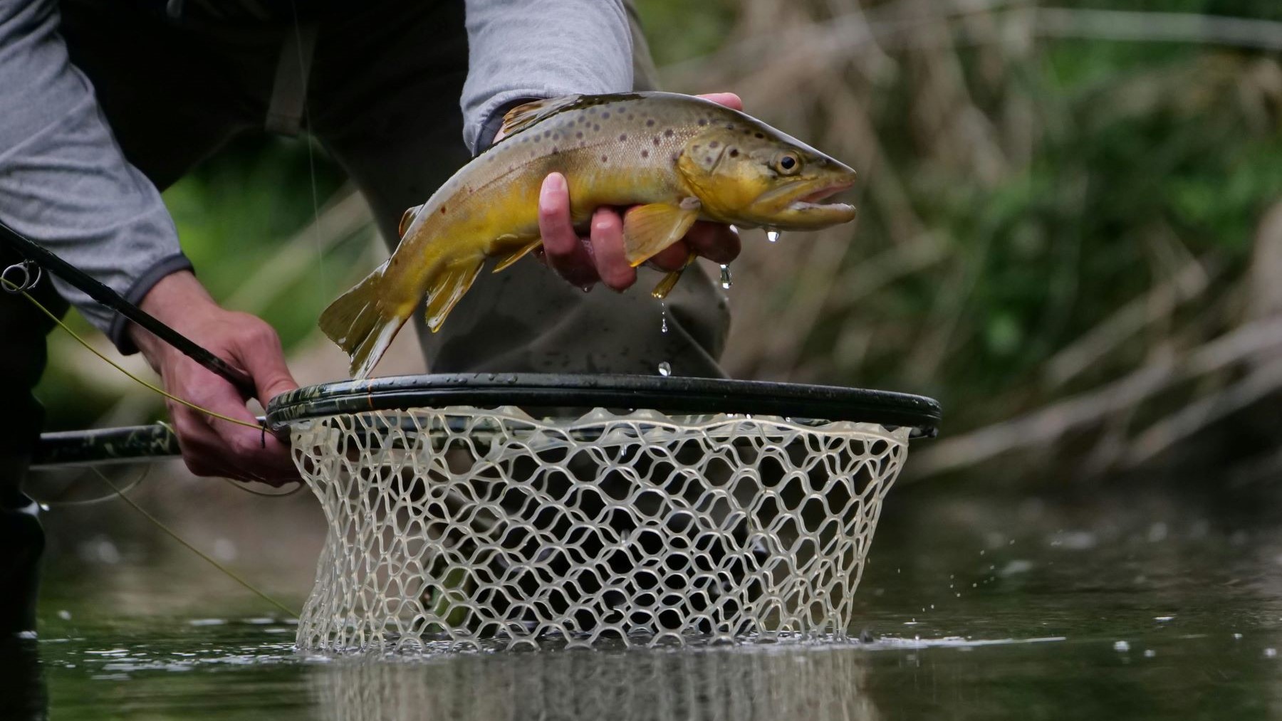 Orden de vedas de pesca 2026