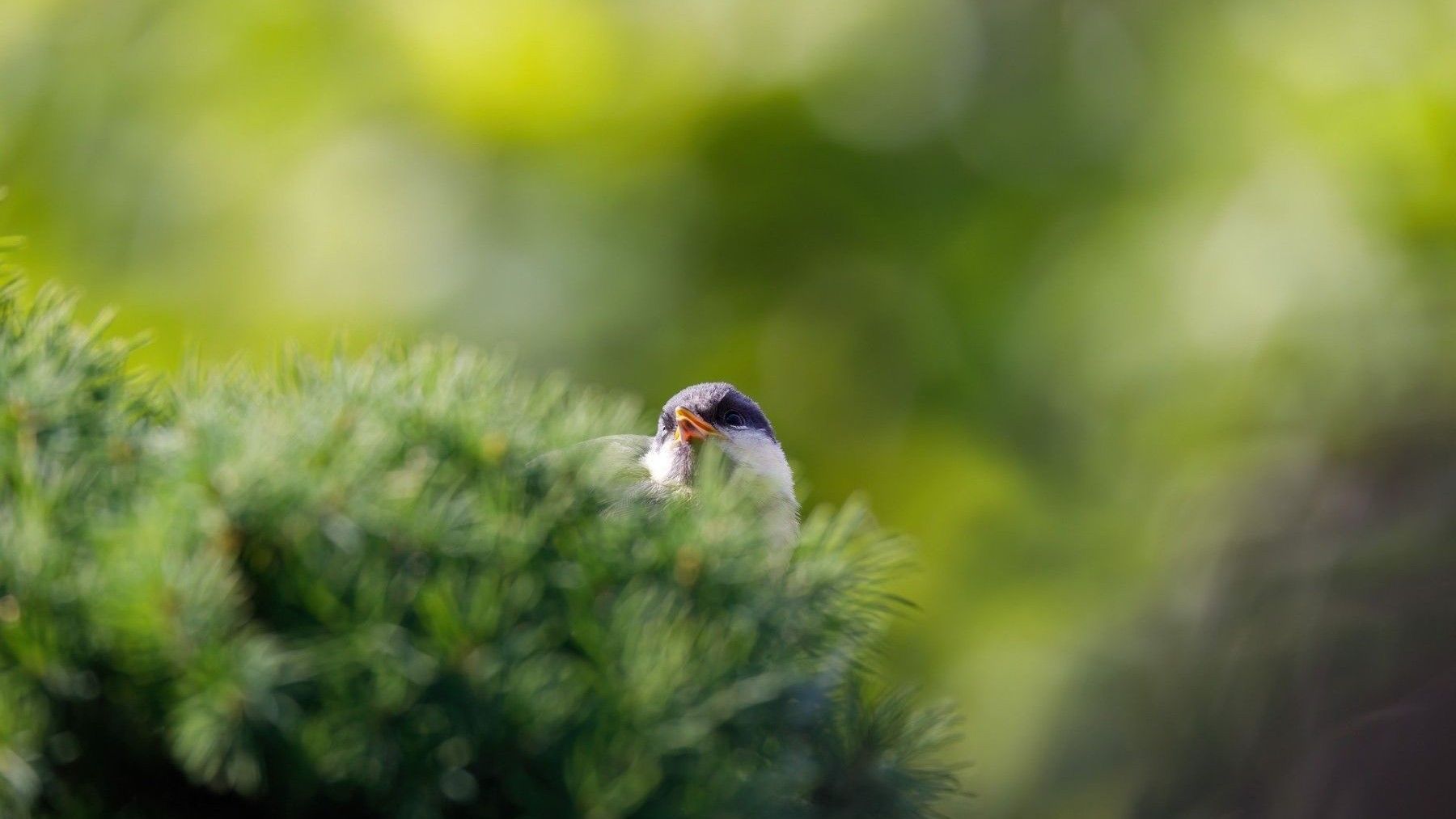 Ciudadanía defiende las normativas ambientales europeas frente a retrocesos