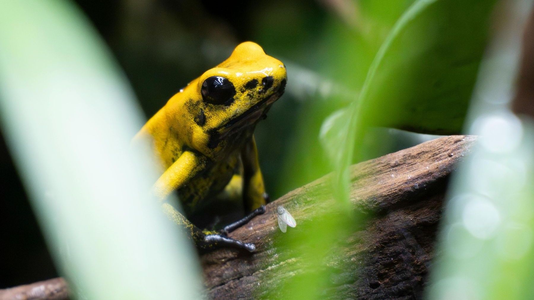 Rana dorada de Panamá liberada en la naturaleza