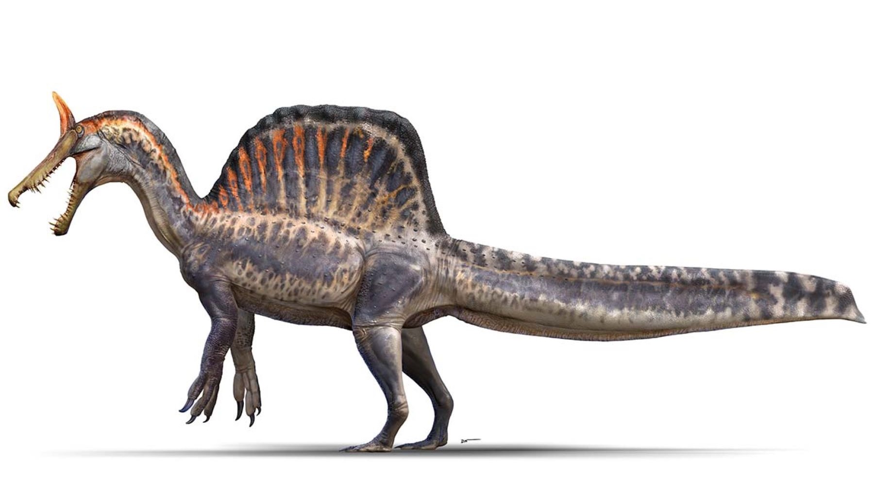 Ilustración científica del Spinosaurus mirabilis en entorno fluvial