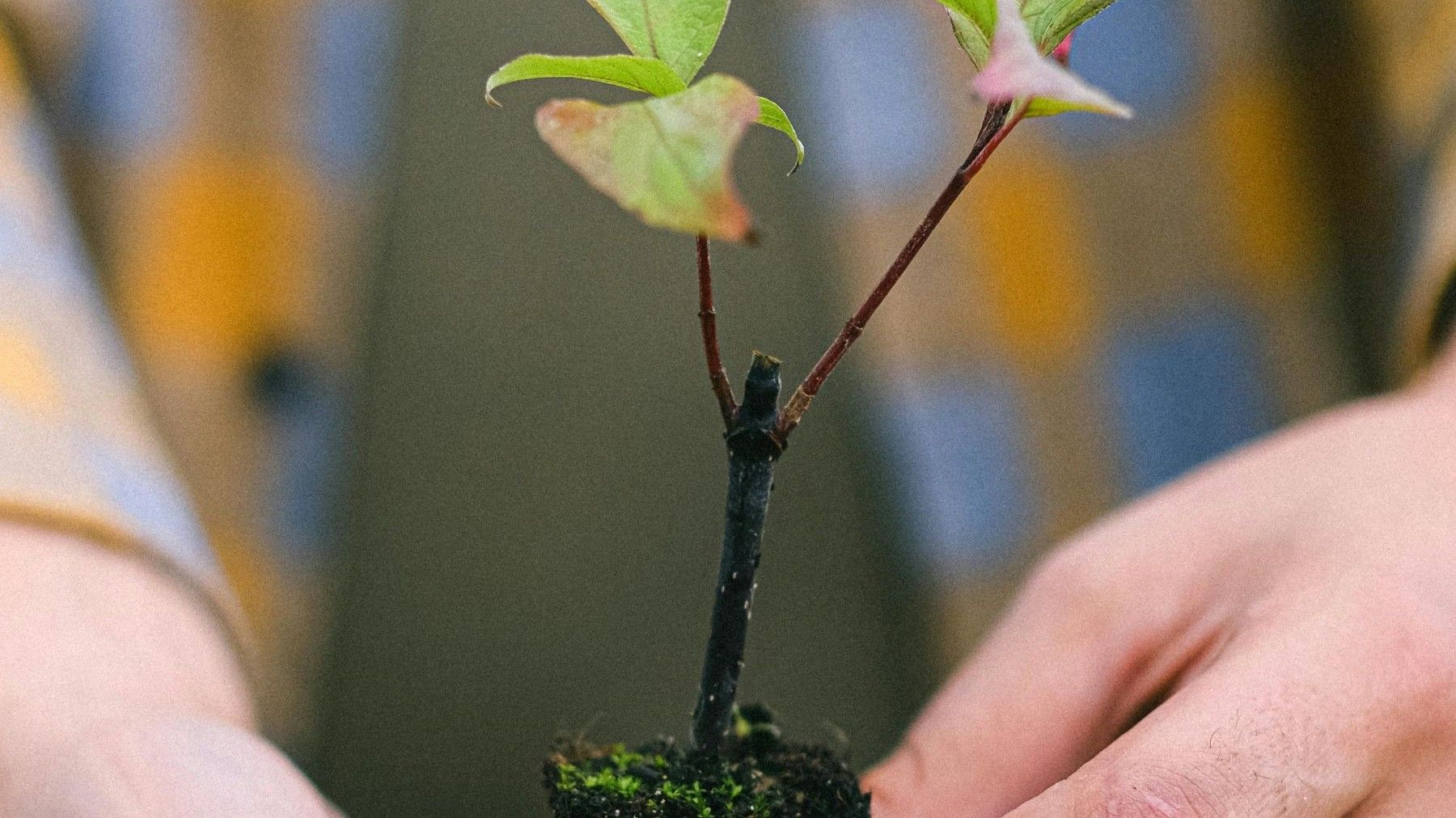 Doñana Renace planta casi dos millones de árboles tras el incendio de Las Peñuelas en Moguer