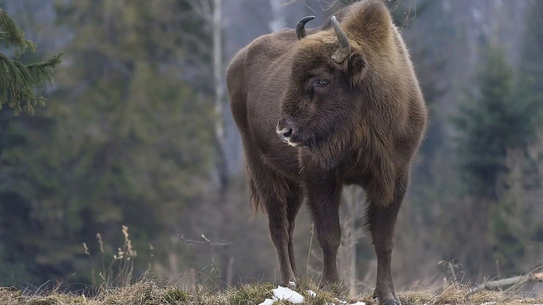 Reintroducción del bisonte europeo tras su traslado desde Alemania a Azerbaiyán