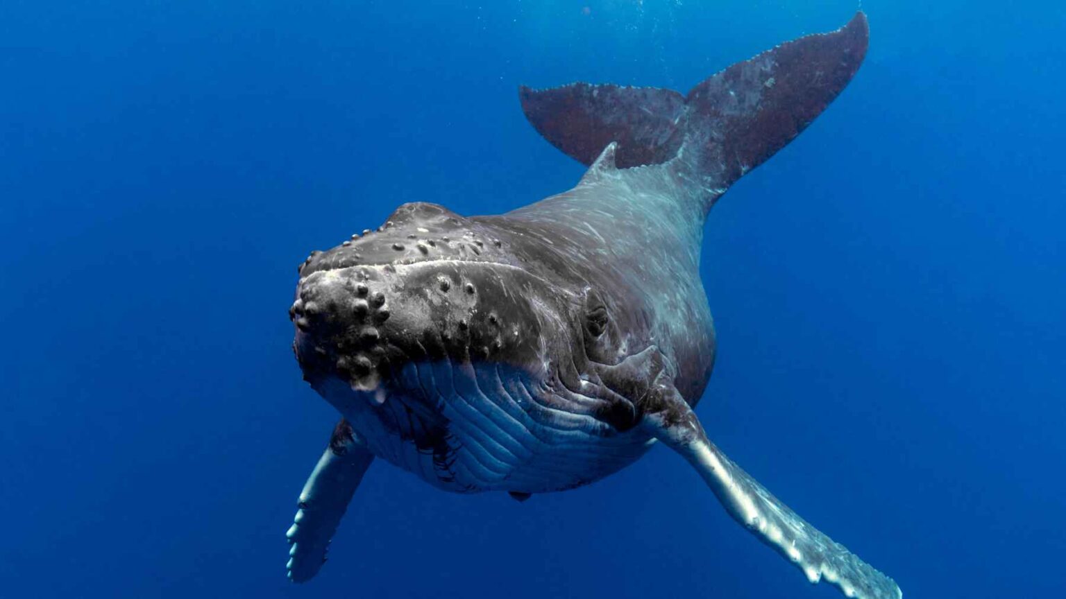 Ballena nadando en corredor marino protegido