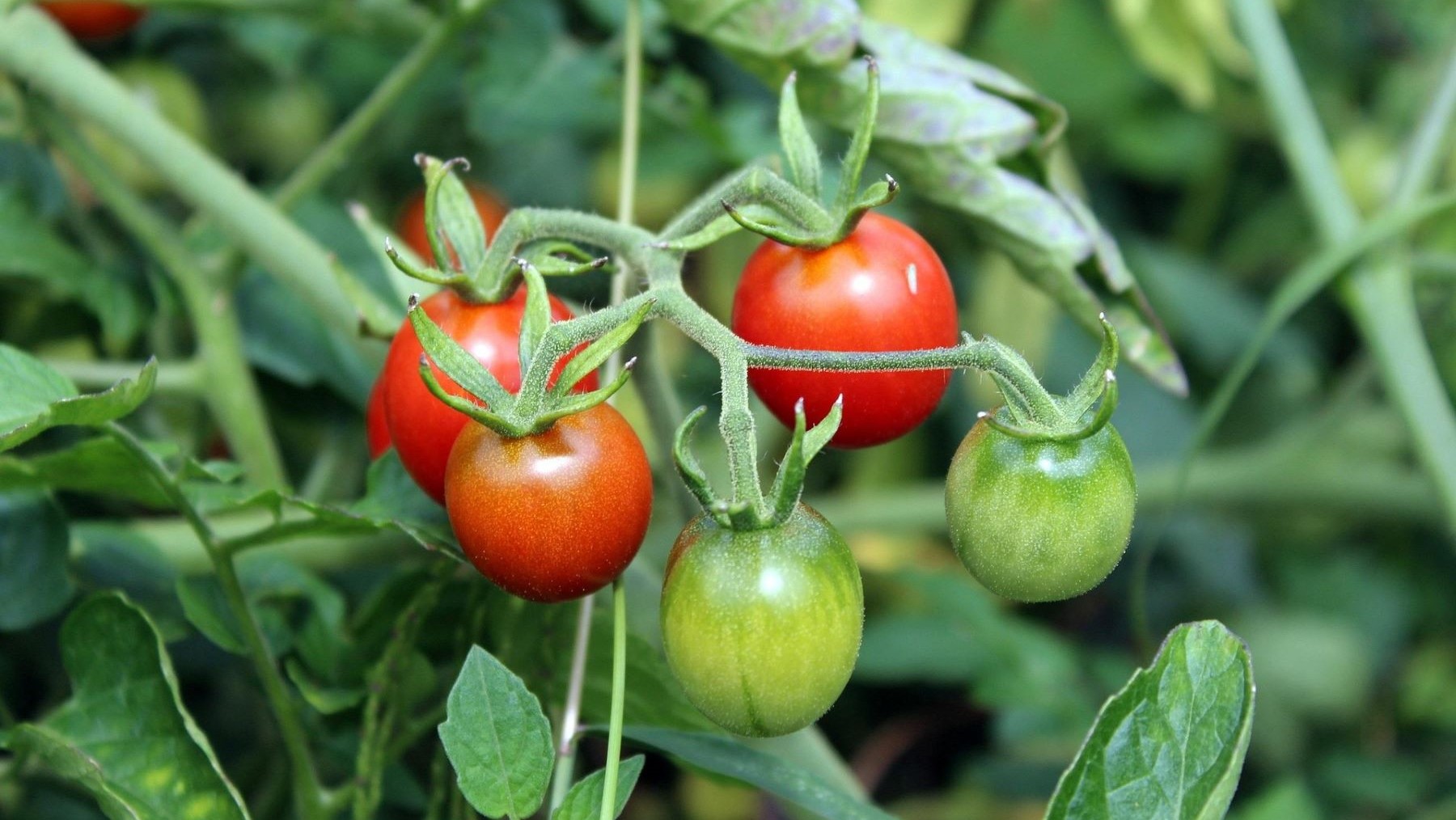 Tomates más saludables cultivados con hongos beneficiosos del suelo