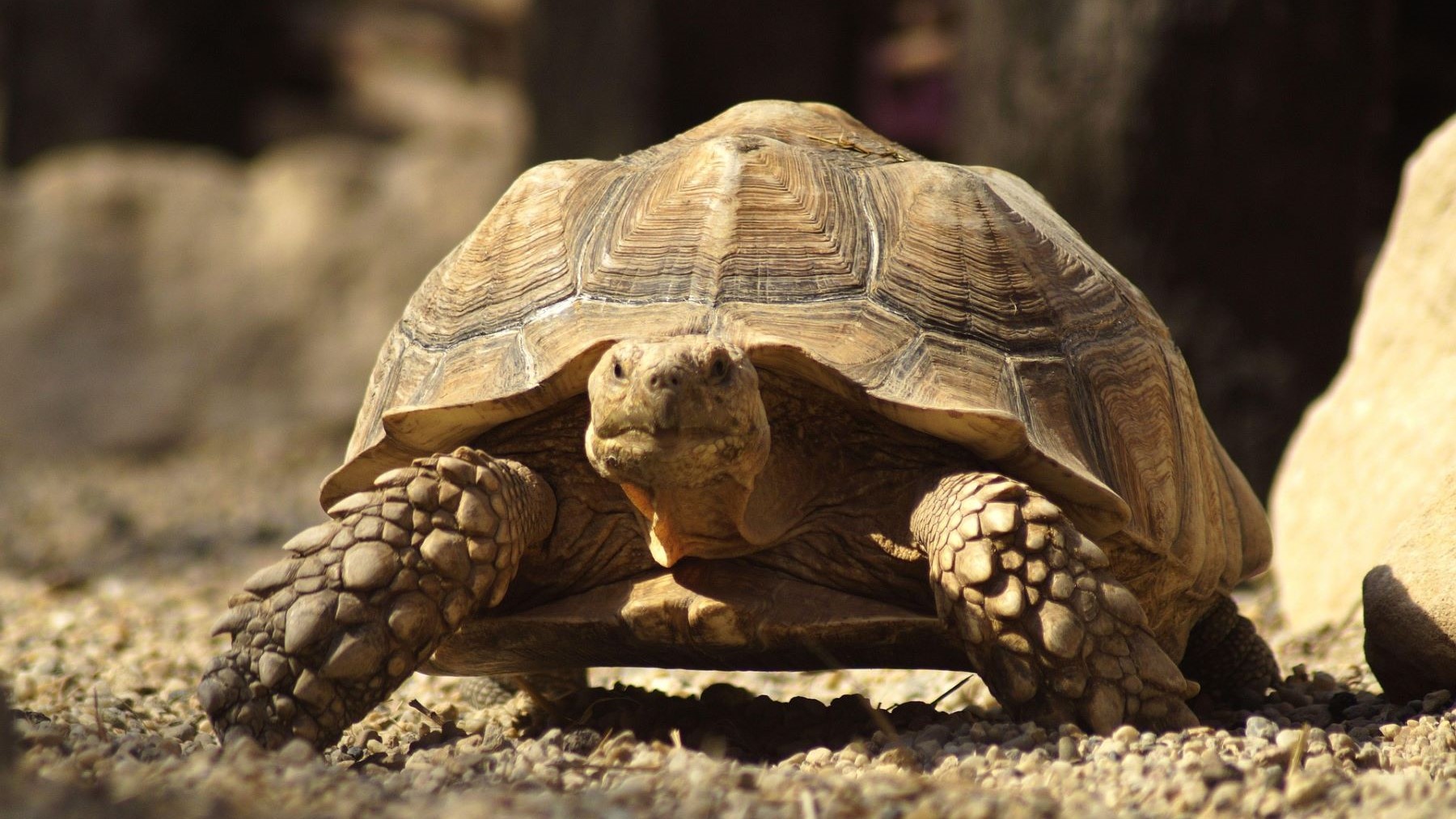 Regreso de la tortuga gigante a Floreana tras 180 años de ausencia
