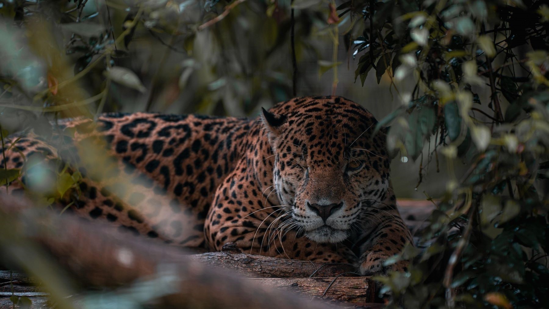 liberación de Yaguara marca un hito para el jaguar en Bolivia tras su rescate de incendios forestales