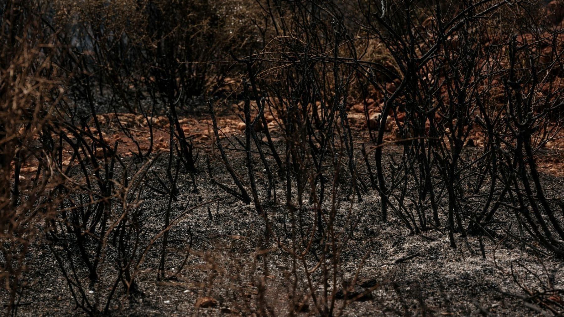 Asturias es la única comunidad que no acota el pastoreo tras incendios forestales
