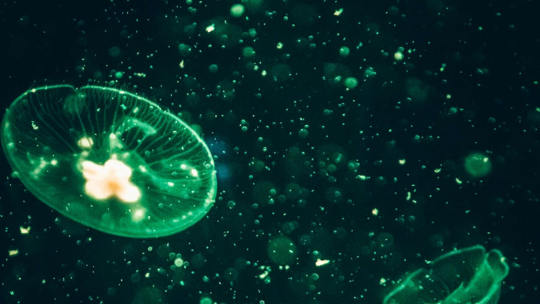 Cambio climático altera el zooplancton marino