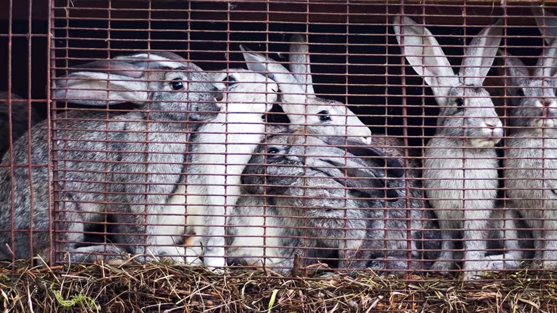 Organizaciones reclaman a la UE cumplir su compromiso animal