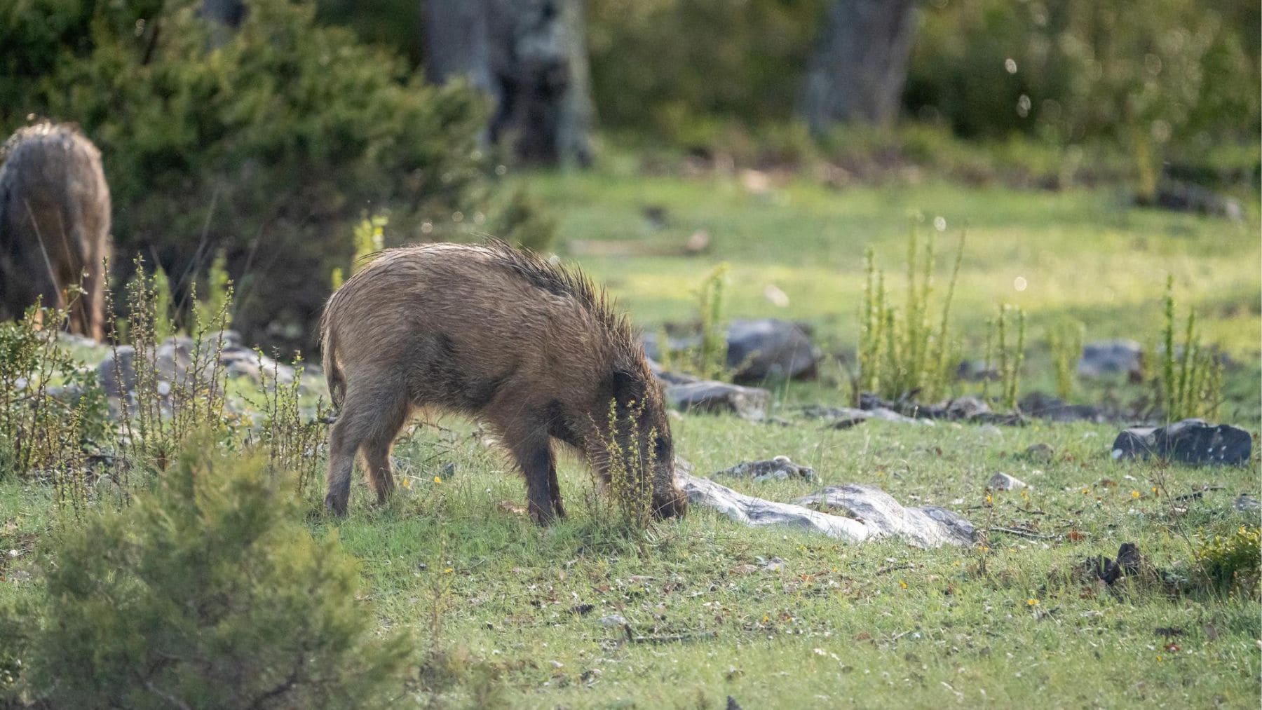 Jabalí en un campo agrícola afectado por daños en cultivos.