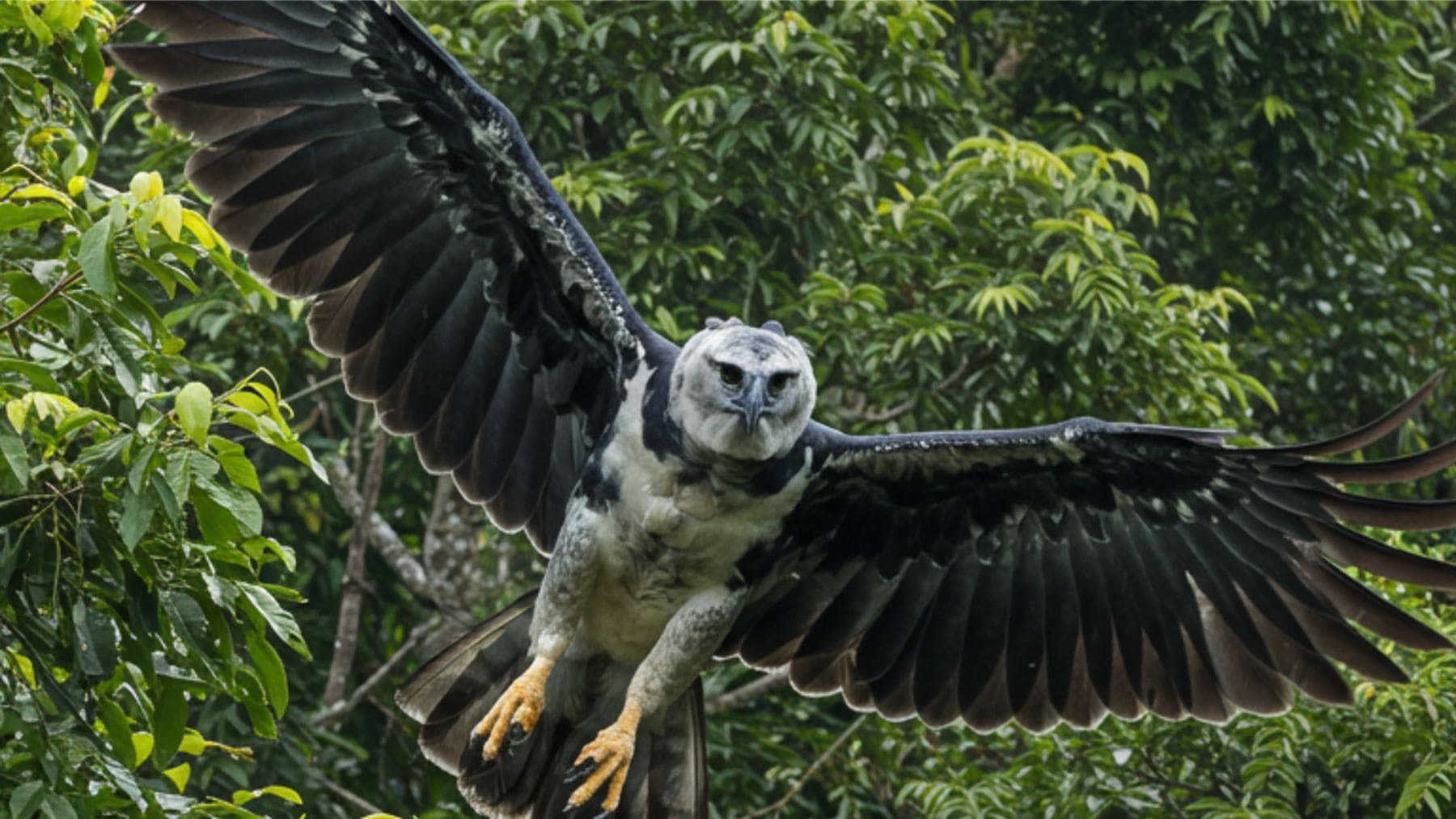 Águila harpía en vuelo sobre la selva de Panamá tras su liberación en la Isla Barro Colorado.