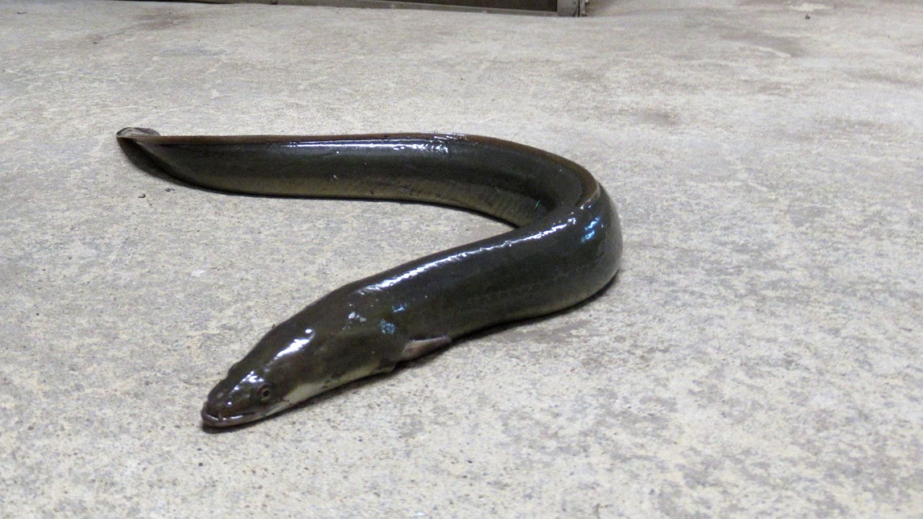 La anguila europea está fuera de sus límites biológicos y WWF exige su protección urgente