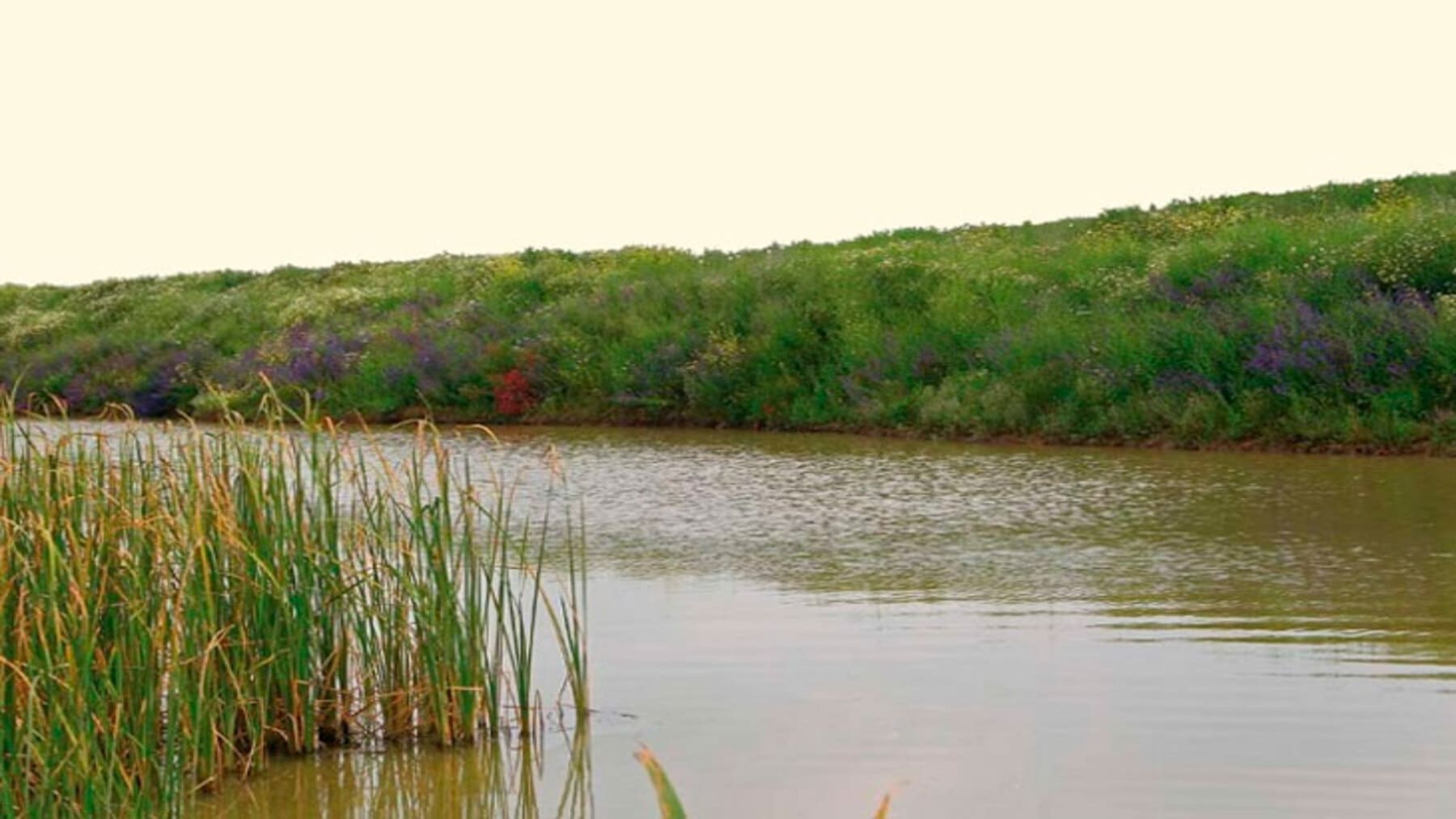 Terrenos de la Laguna de la Janda transformados por agricultura intensiva