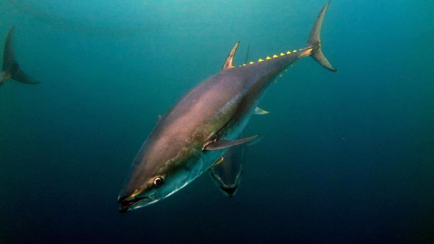 El atún rojo del Atlántico se desplaza hacia el norte por el cambio climático