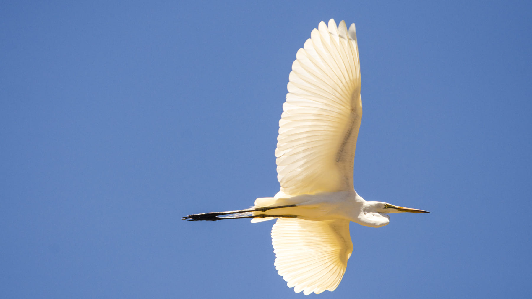 Las aves han reducido su tamaño medio hasta un 72 % desde 1940 en África Asia y América Latina