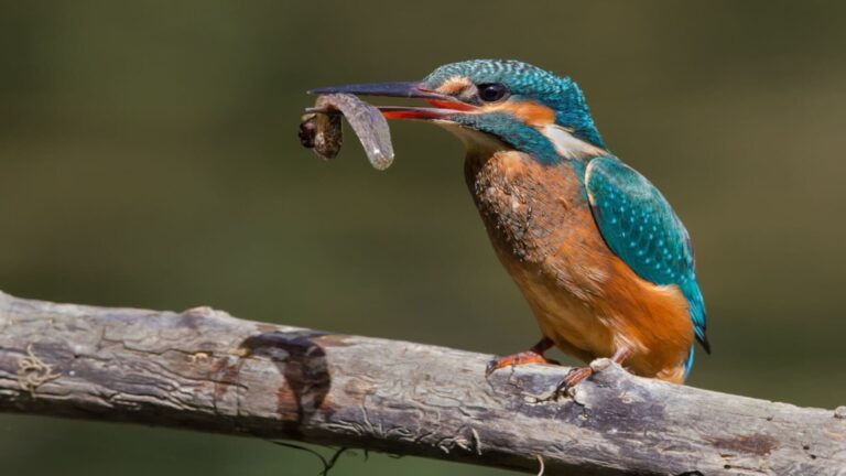 ServiBirds cuantifica los servicios ecosistémicos de 378 especies de aves en España como el control de plagas