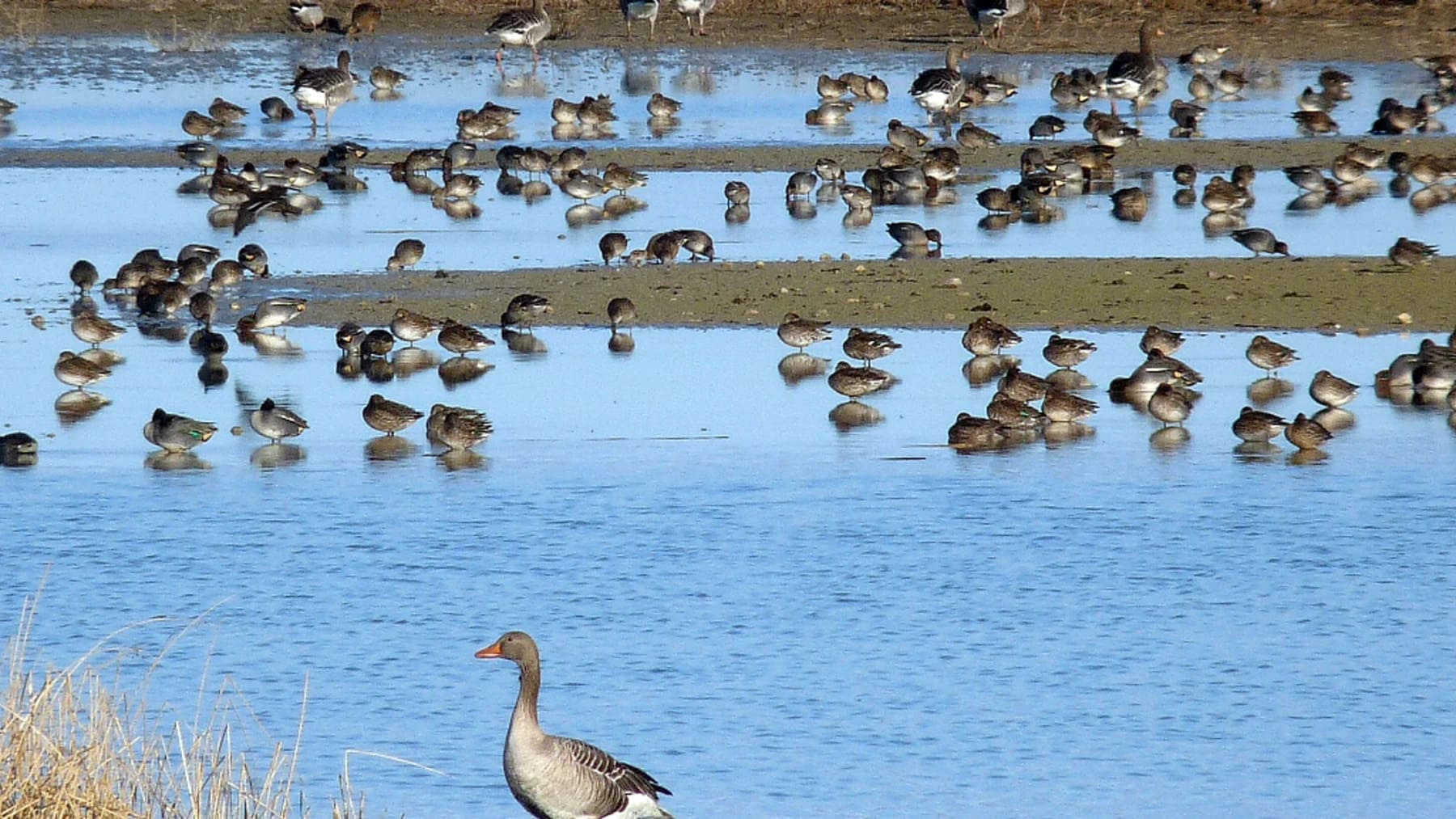 Aves acuáticas concentradas en zona inundada del humedal