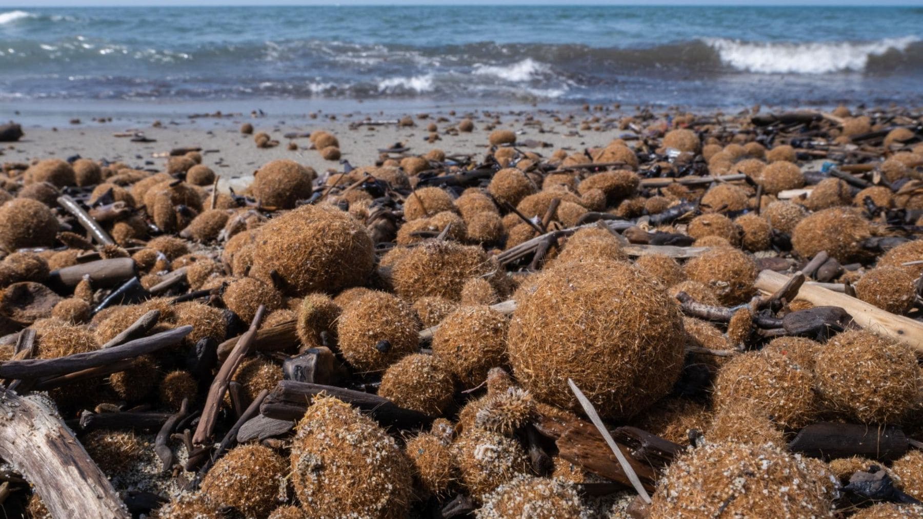 Bolas de Neptuno de posidonia acumuladas en una playa de España tras un temporal.