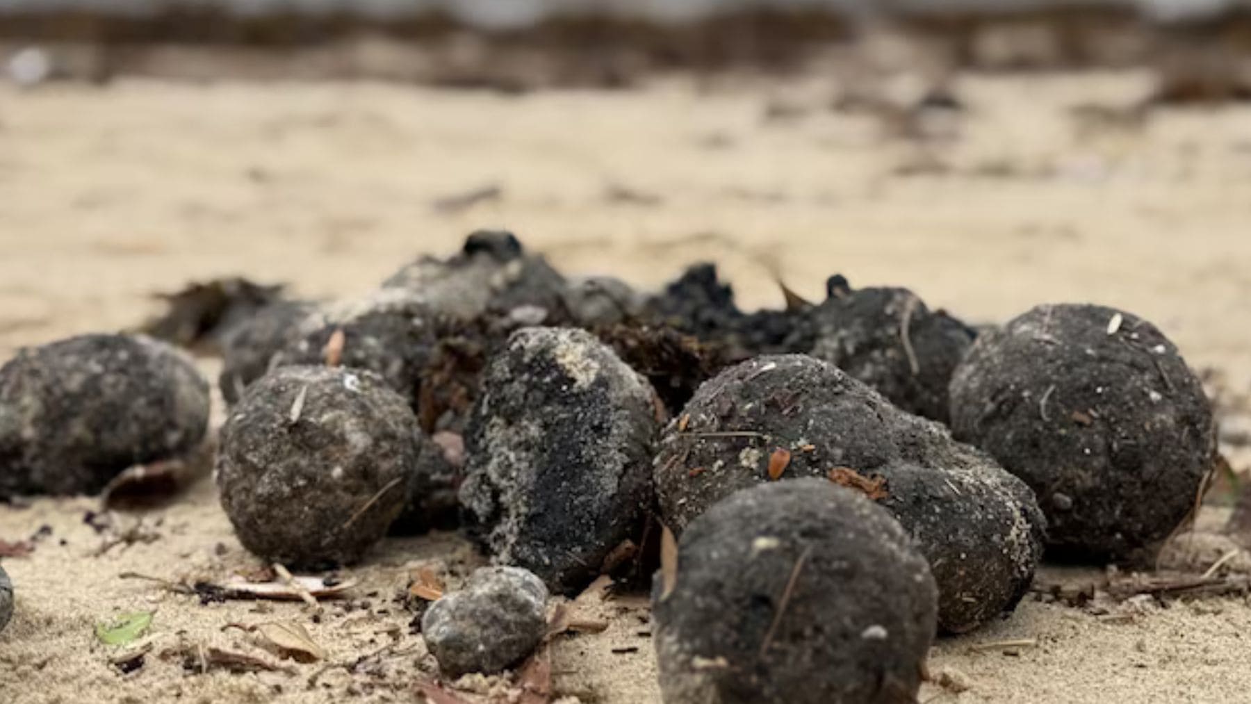 Bolas sucias de residuos en una playa de Sídney procedentes del sistema de alcantarillado de Malabar.