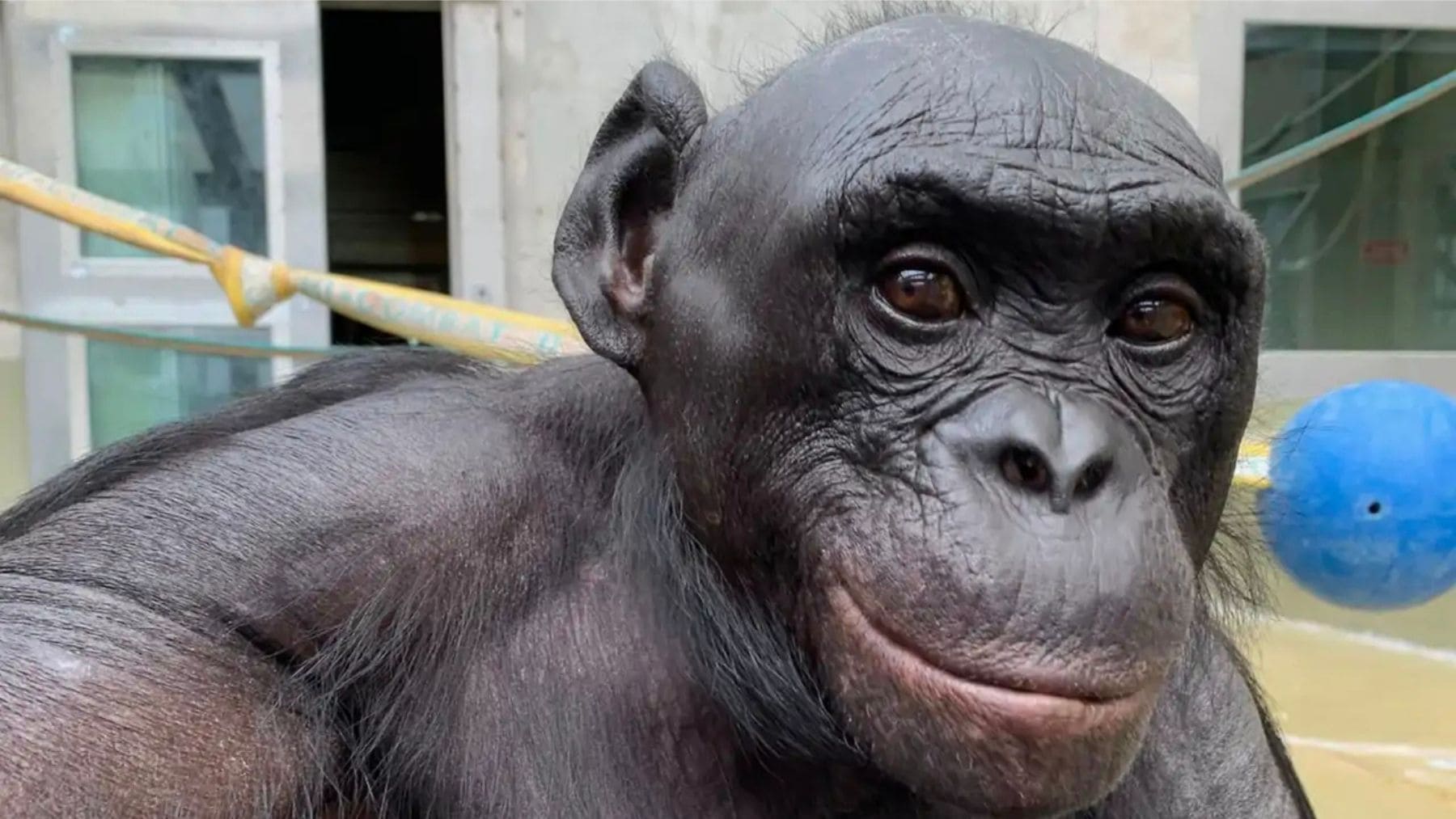 Kanzi, el bonobo que demostró imaginación en un estudio publicado en la revista Science.