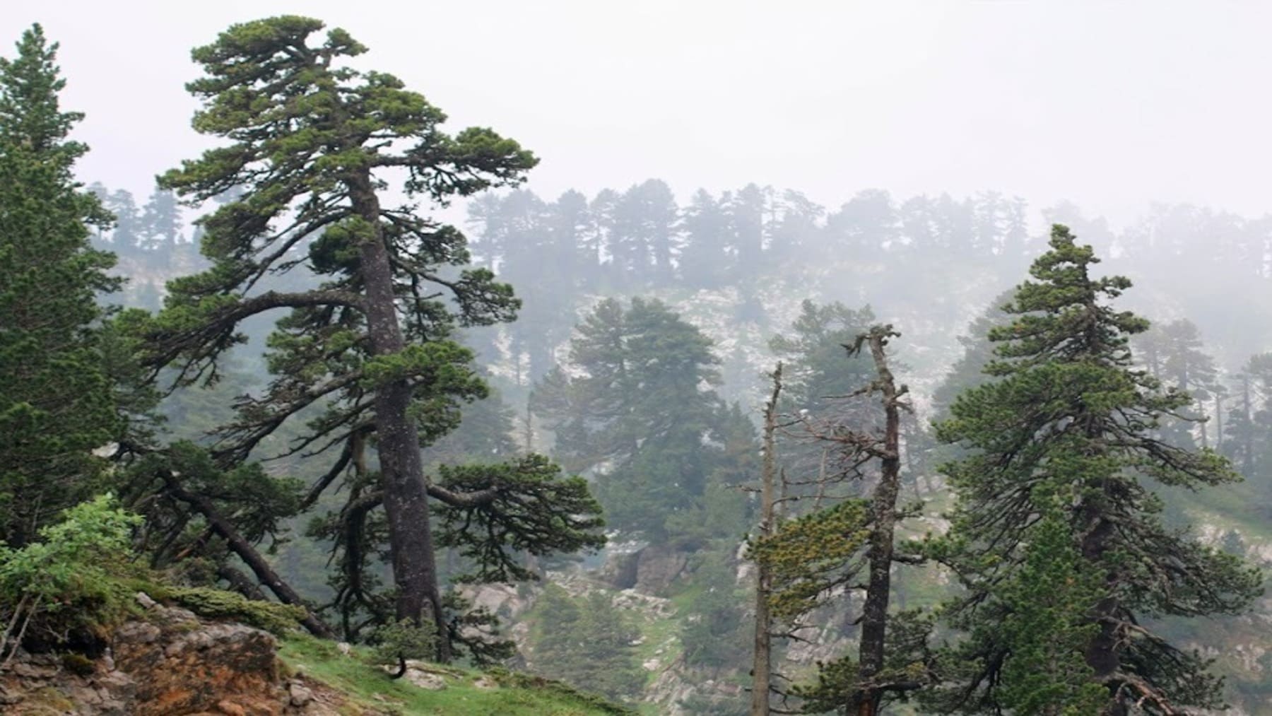 El pino negro del Pirineo podría desaparecer por el cambio climático en las próximas décadas según modelos científicos