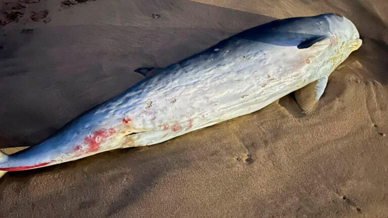 Cachalote enano en la costa vasca hallado en la playa de Zierbena
