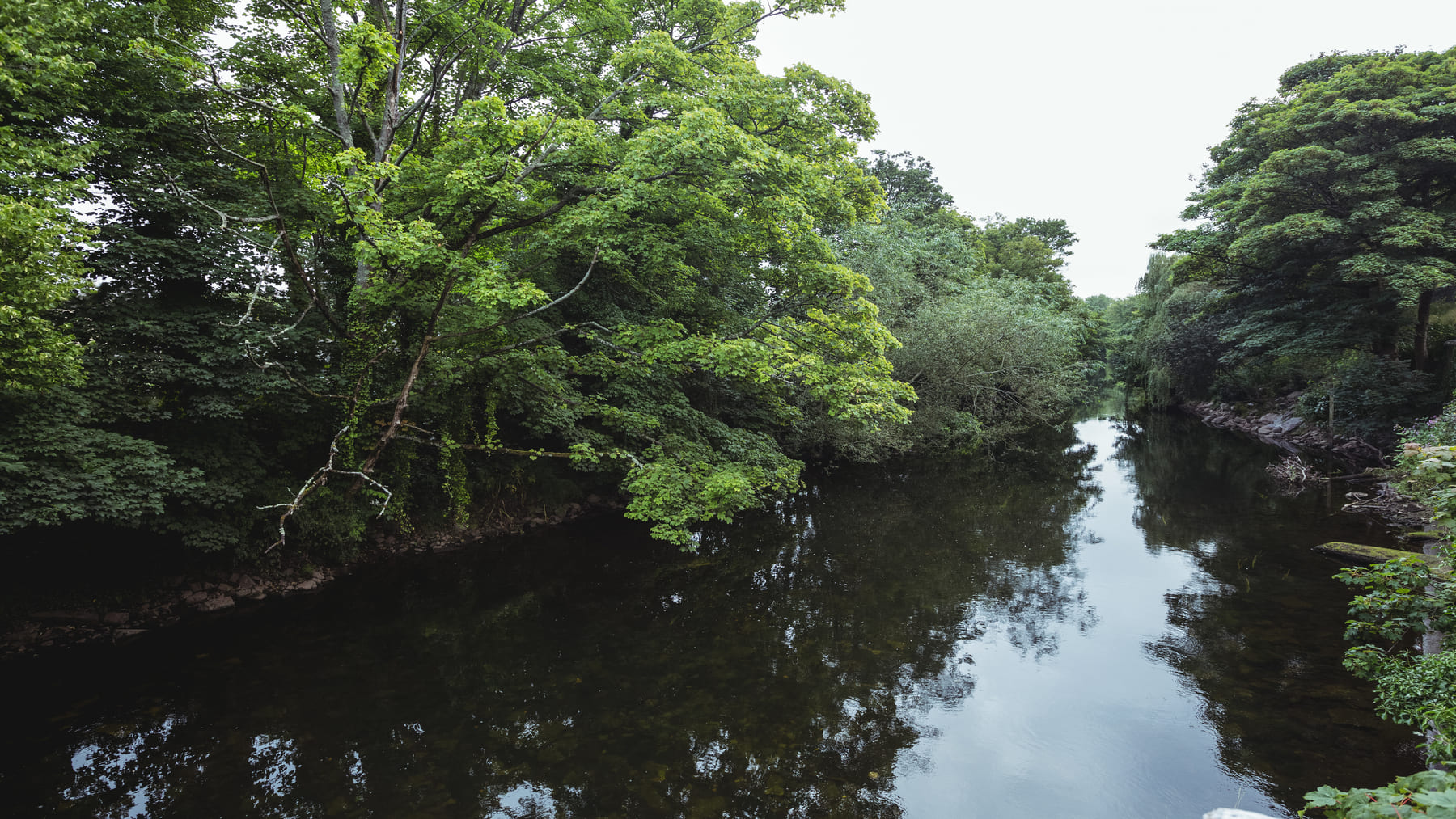 TropiCam-AI identifica especies en la Amazonia desde cámaras trampa