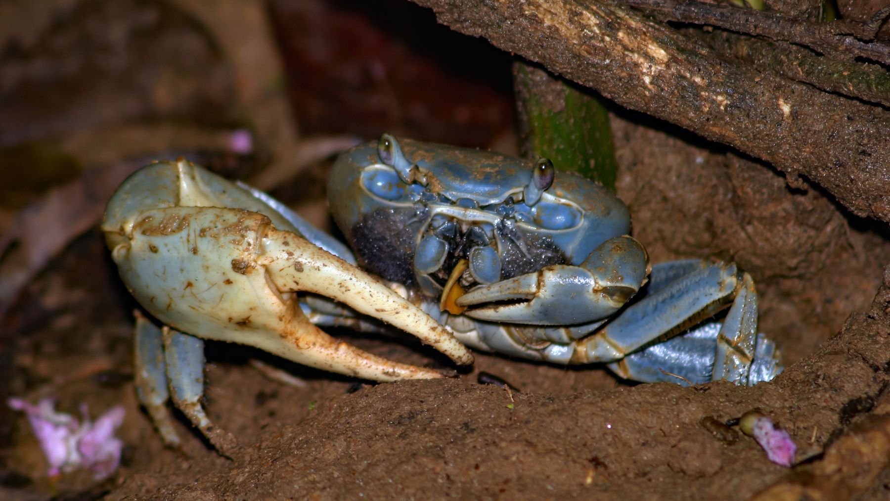 Cangrejo azul, especie invasora que se ha convertido en un recurso económico para comunidades costeras.