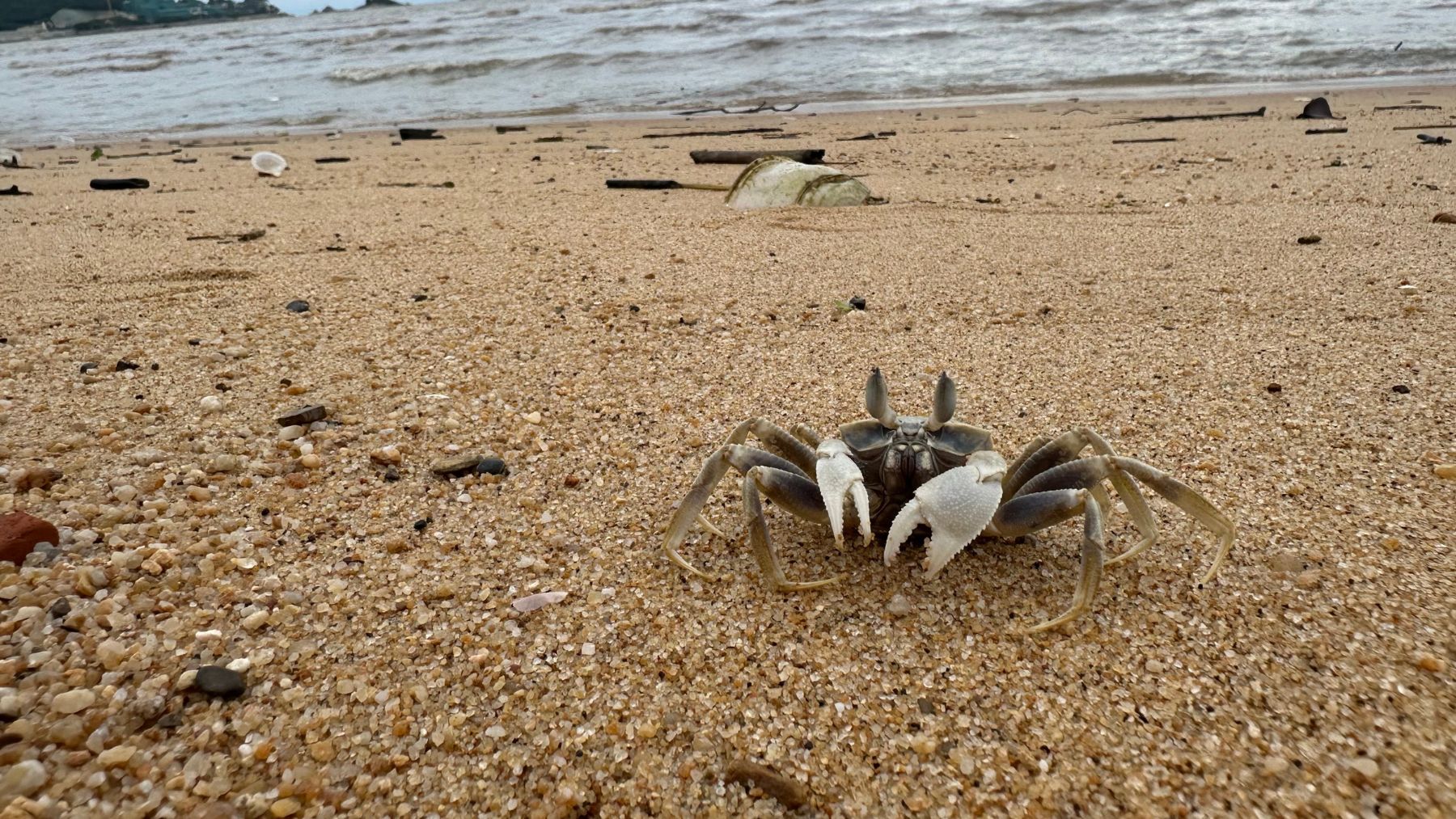Cangrejo chino de manoplas en la orilla de un río europeo, una especie invasora que amenaza infraestructuras y ecosistemas.