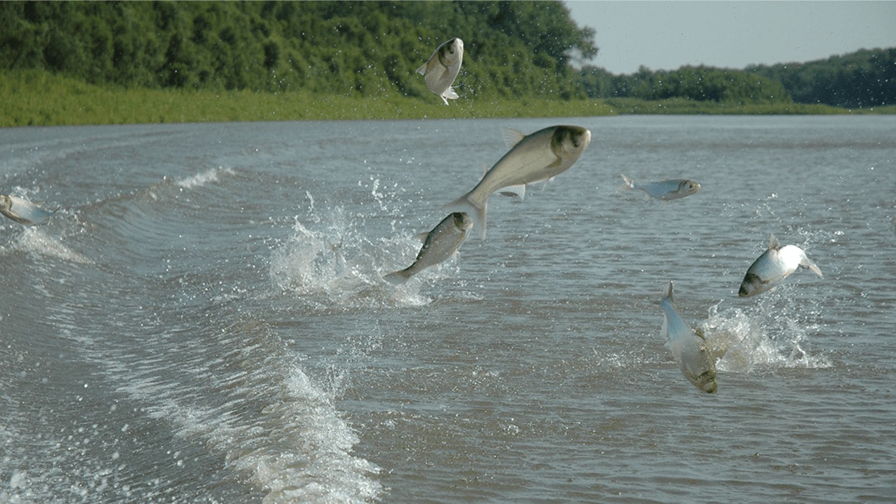 Carpas asiáticas invasoras saltando en el río Kansas tras campaña de retirada masiva.